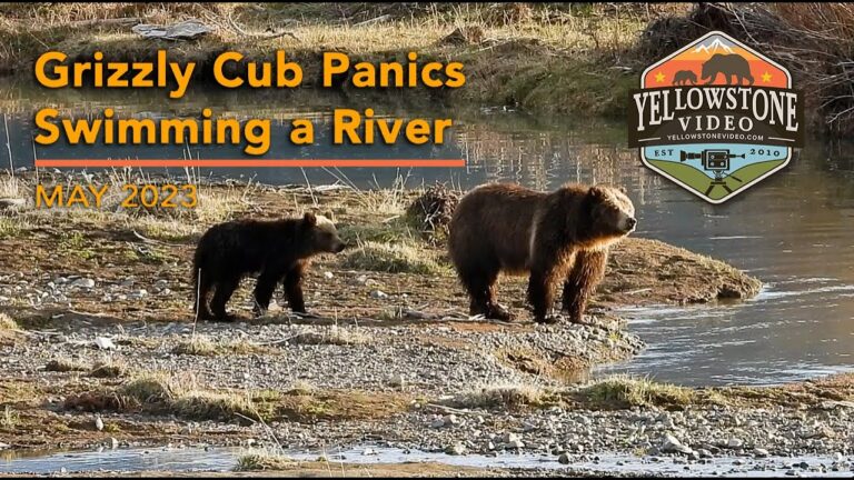 Grizzly Cub Panics Crossing the Confluence at Yellowstone National Park
