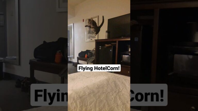 Flying Acorn 🐈💨😲 #cat #funny #cute #shorts #hotel #travel #flying #happy