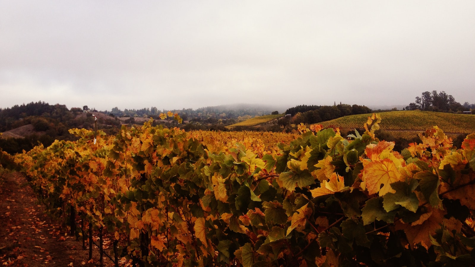 Exploring the Beauty of Sonoma County: A Weekend Getaway