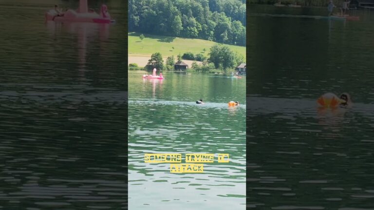 Exclusive video of Swiss flamingos 😂🍿 #shorts #youtubeshorts #short