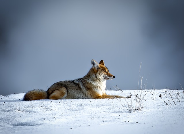 5 Amazing Places to Visit in Yellowstone National Park