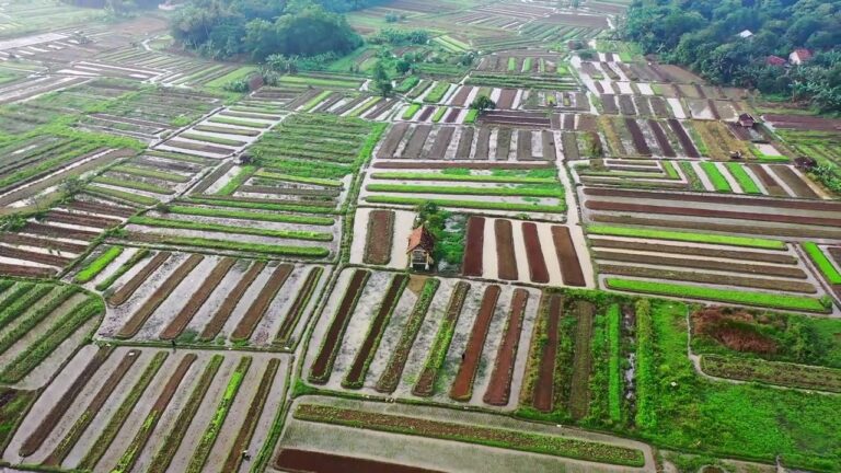 AGRİCULTURE OF INDONESIA