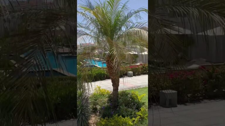 Egypt. Hotel Sunrise Montemare Resort – Grand Select – 5. Sharm el Sheikh. Египет. Шарм эль Шейх