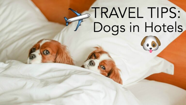 10 TRAVEL TIPS: DOGS IN HOTELS | Traveling with pets | How to prevent/reduce anxiety