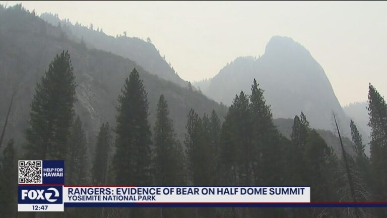 Yosemite’s Half Dome summit climbed by bear