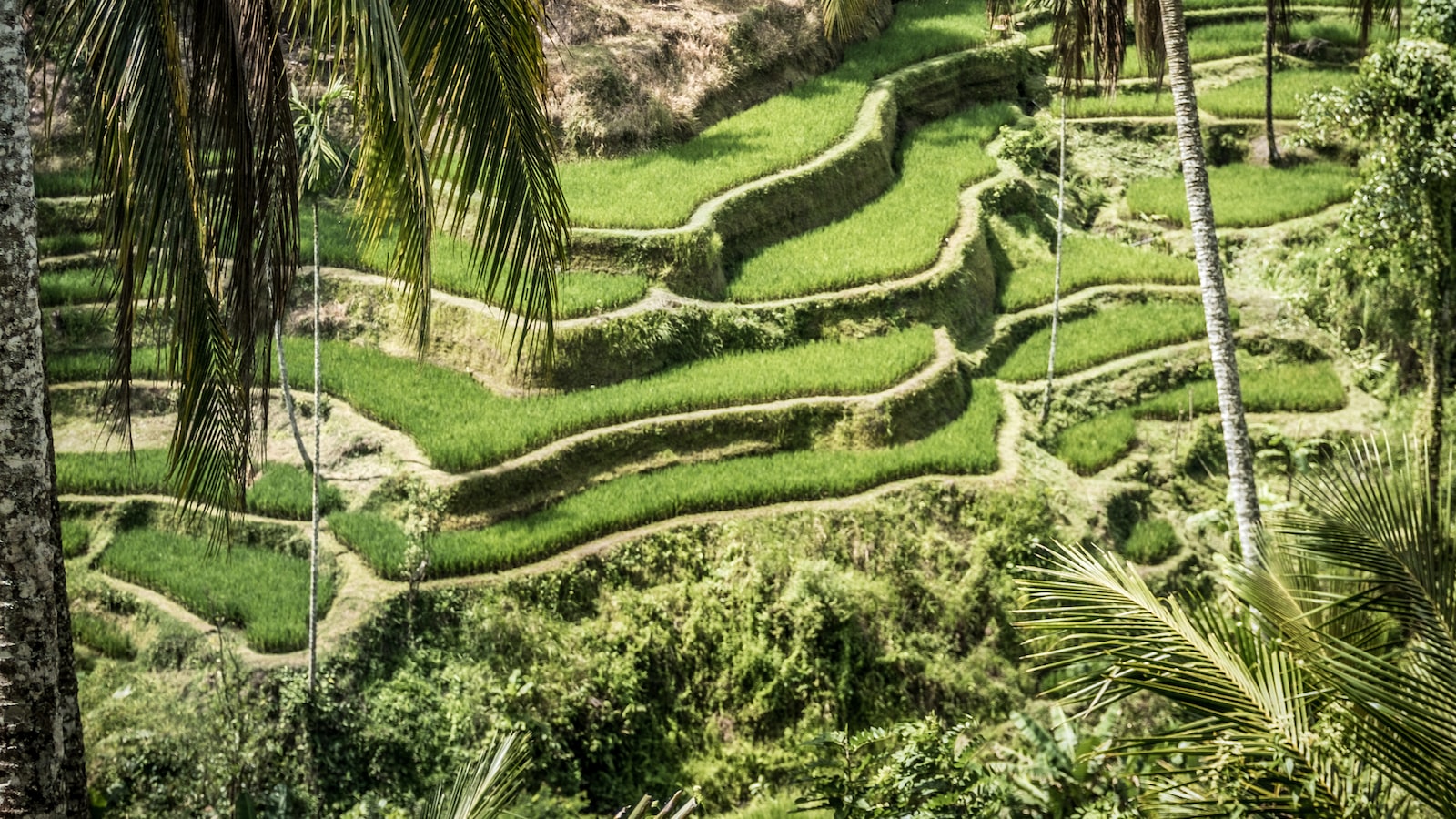 Exploring the Cultural Treasures of Bali