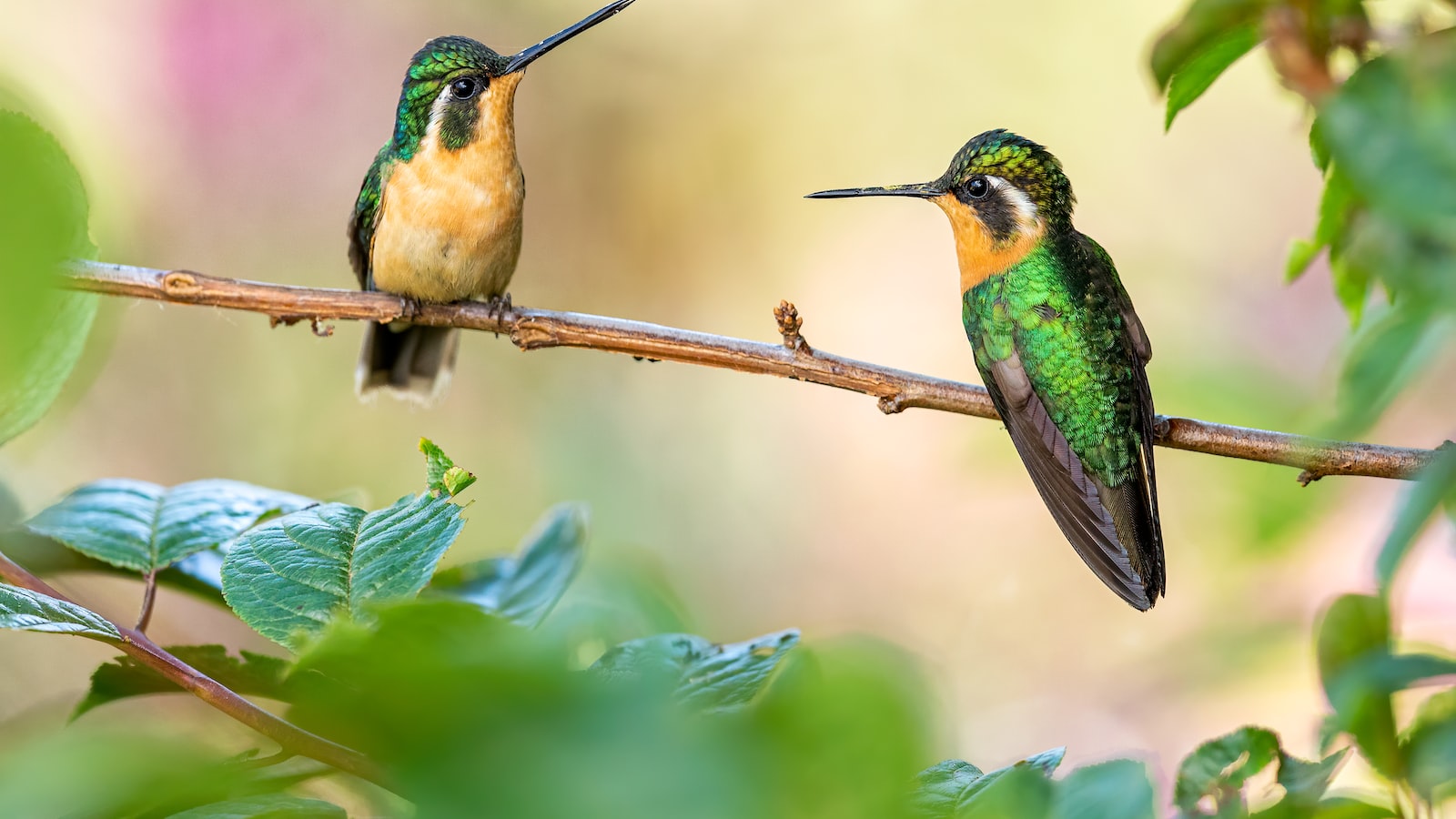 Exploring the Natural Beauty of Costa Rica’s Coastline