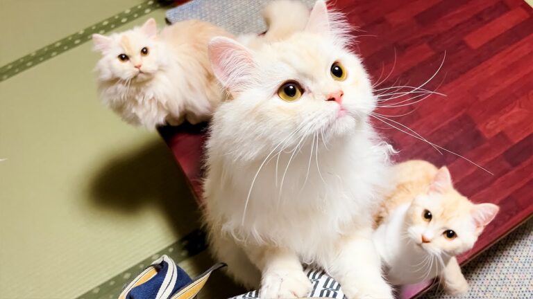 Staying at Japanese Cat Hotel with 3 Cats🐈🐈🐈💓 | My Cat Yugawara | ASMR