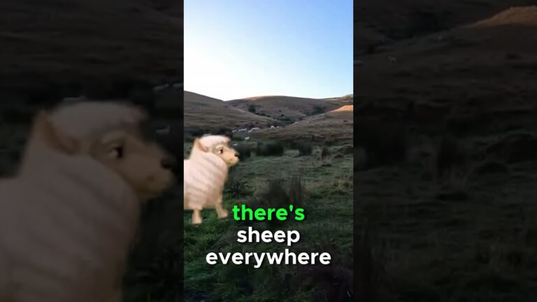 New Zealand’s Sheep Secret: Prepare to Be Astonished!  #mysterymantravels