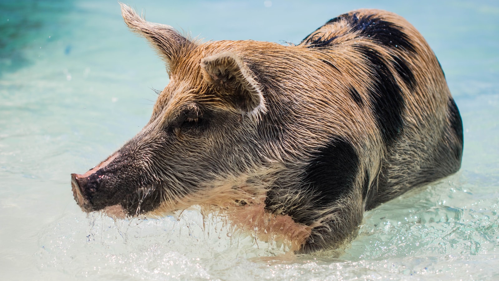 Exploring the Beauty of The Bahamas: A Journey Around Exuma’s Islands