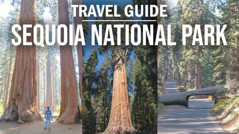 The LARGEST TREES on EARTH! | Sequoia National Park 2023 Travel Guide