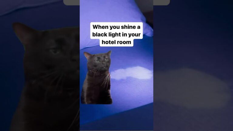Disgusting 🤮 🤢 😂 #cats #cat #memes #funny #hotel #travel #shorts #shortvideo #motel #reels